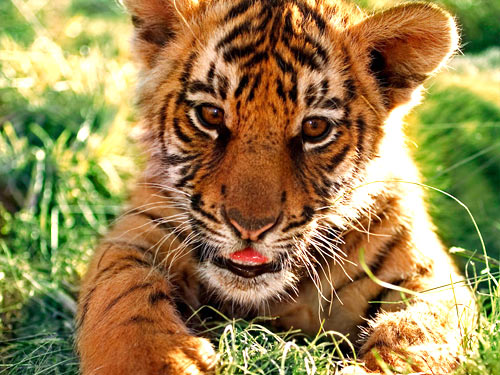 © WWF-Canon / Martin HARVEY <br> The stripe patterns tigers possess differ from one individual to another and from one side of the cat’s body to the other. No two tigers have identical markings.